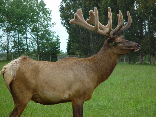 Photos of the Elk 231104 016