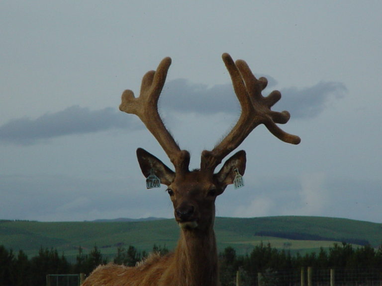 photos of trophy Elk Bulls Nov 05 004