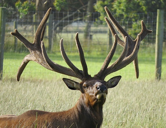 Could deer antlers hold the clues to cure cancer?