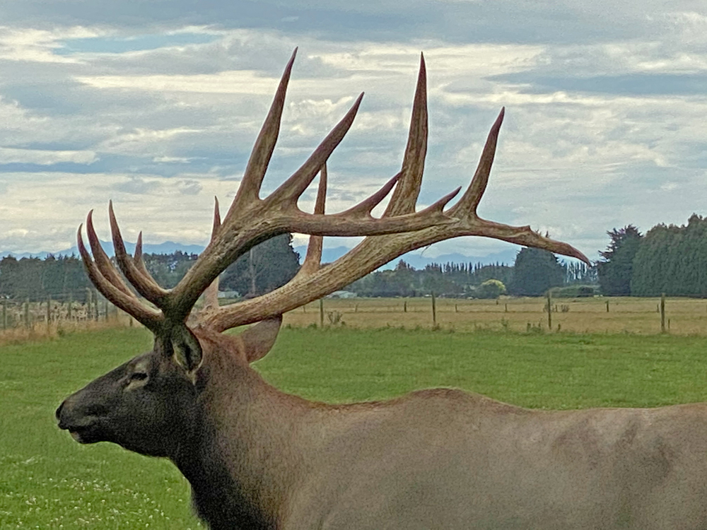 Trophy Elk Bull for sale